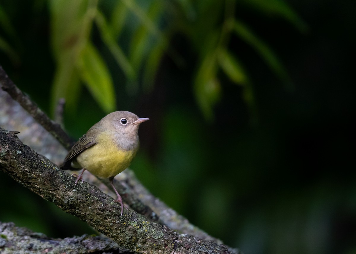 Connecticut Warbler - Sean Hollowell