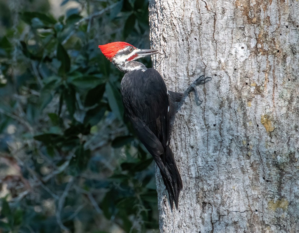Pileated Woodpecker - ML608979000