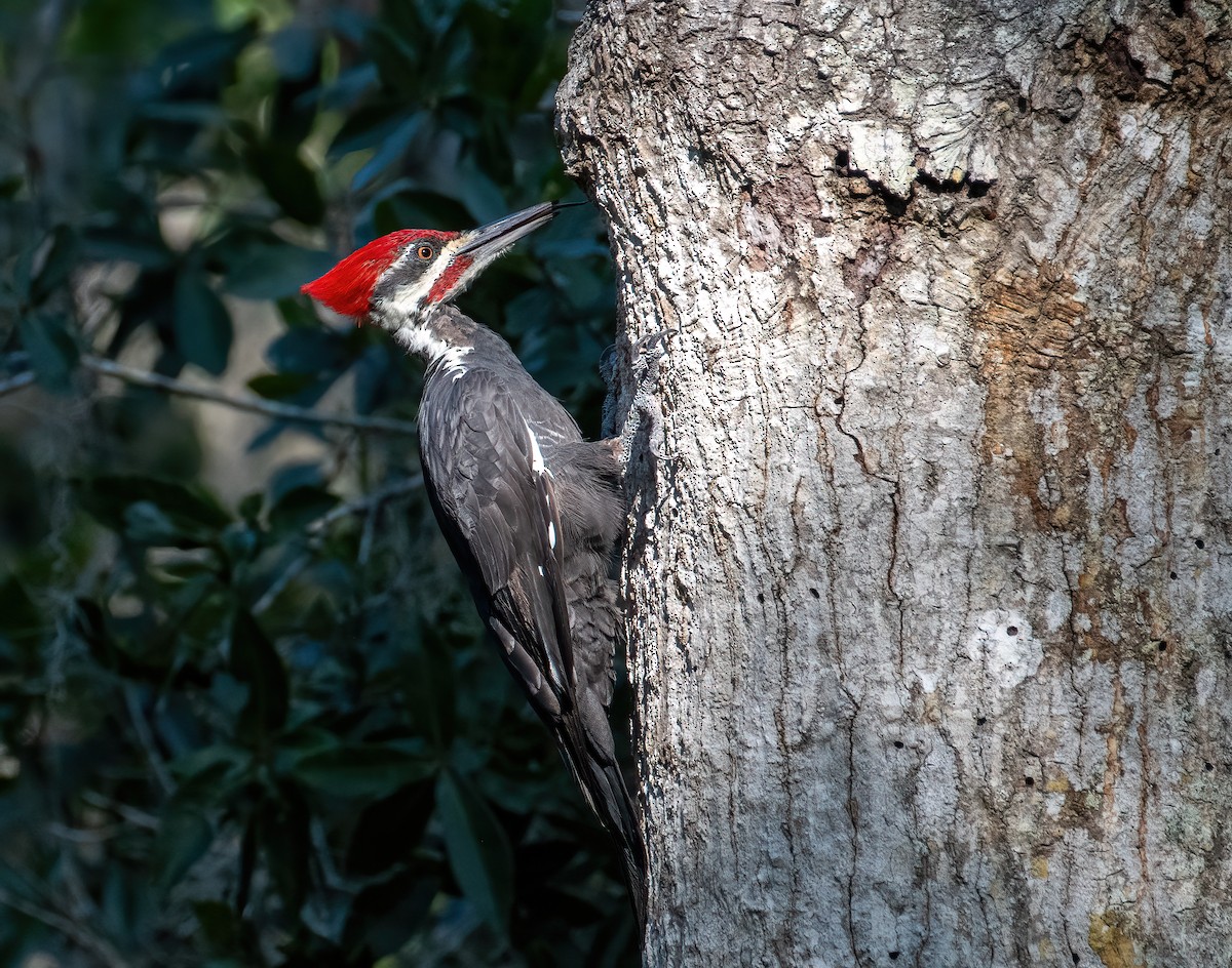 Pileated Woodpecker - ML608979001