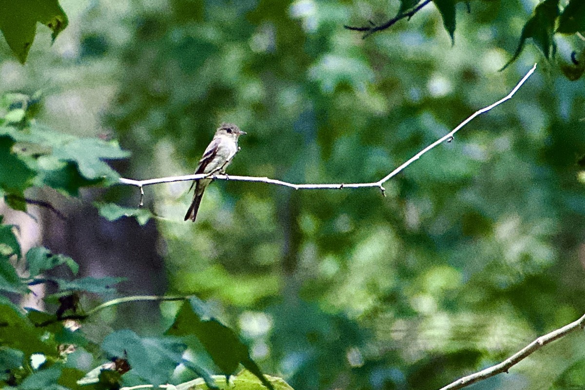 Eastern Wood-Pewee - ML608979008