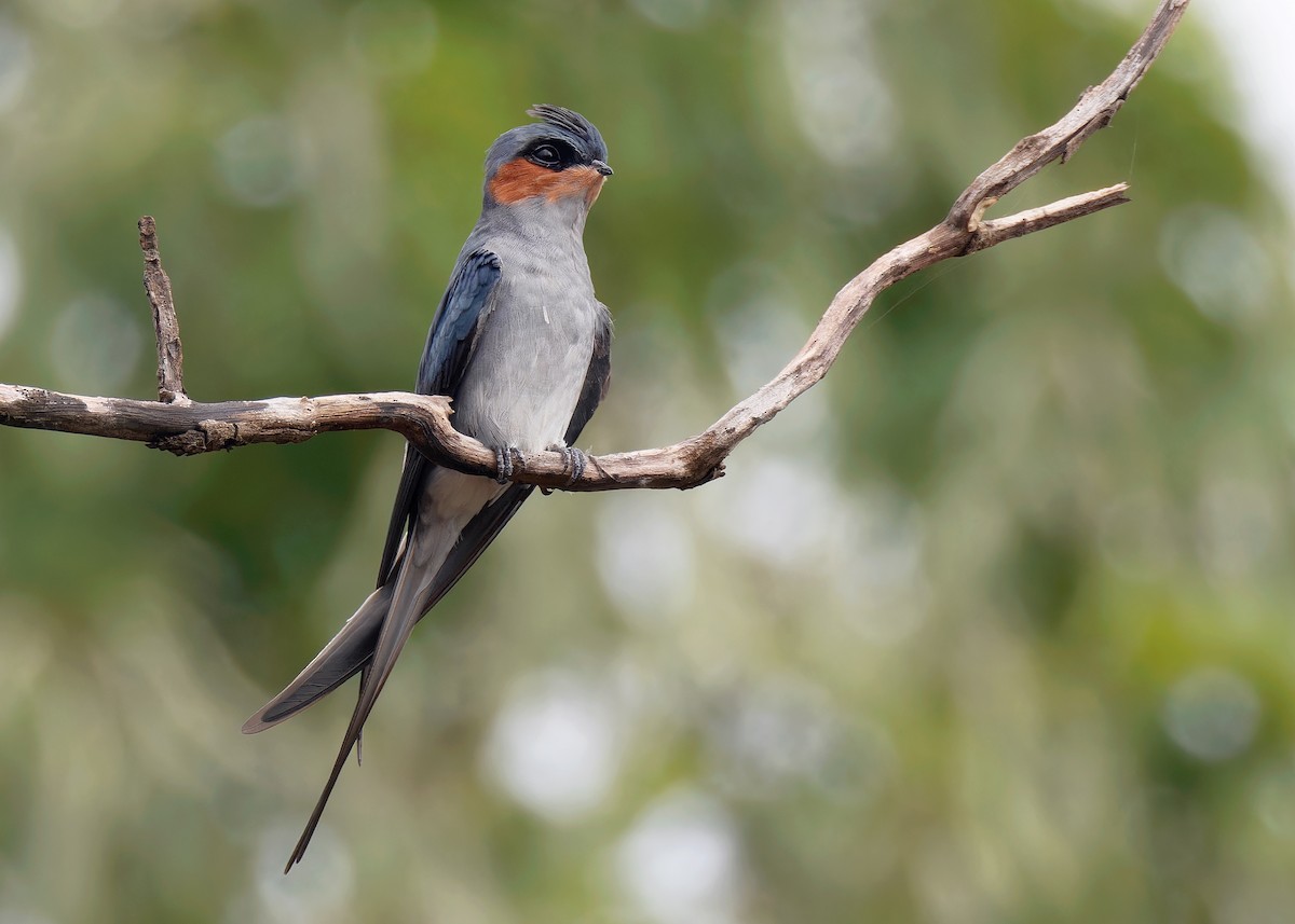 Crested Treeswift - Ayuwat Jearwattanakanok