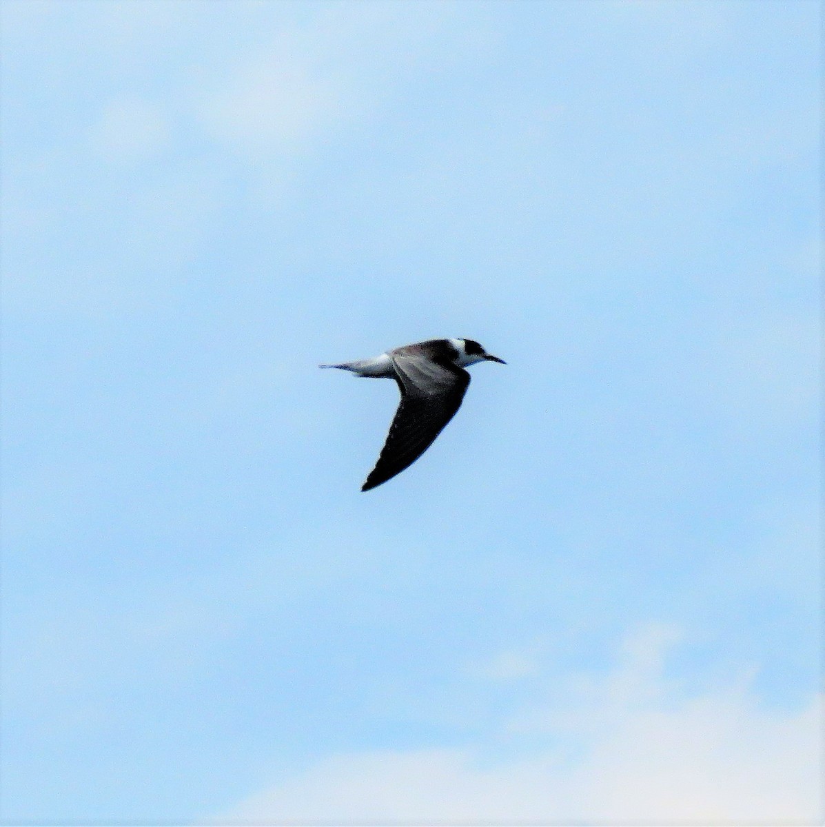 Black Tern - Carmelo de Dios