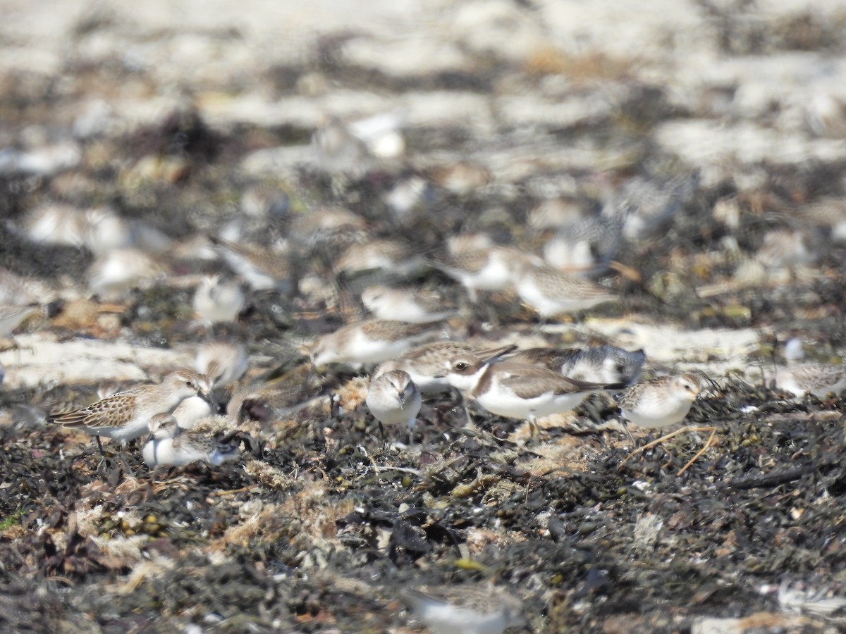 Semipalmated Plover - ML608979101
