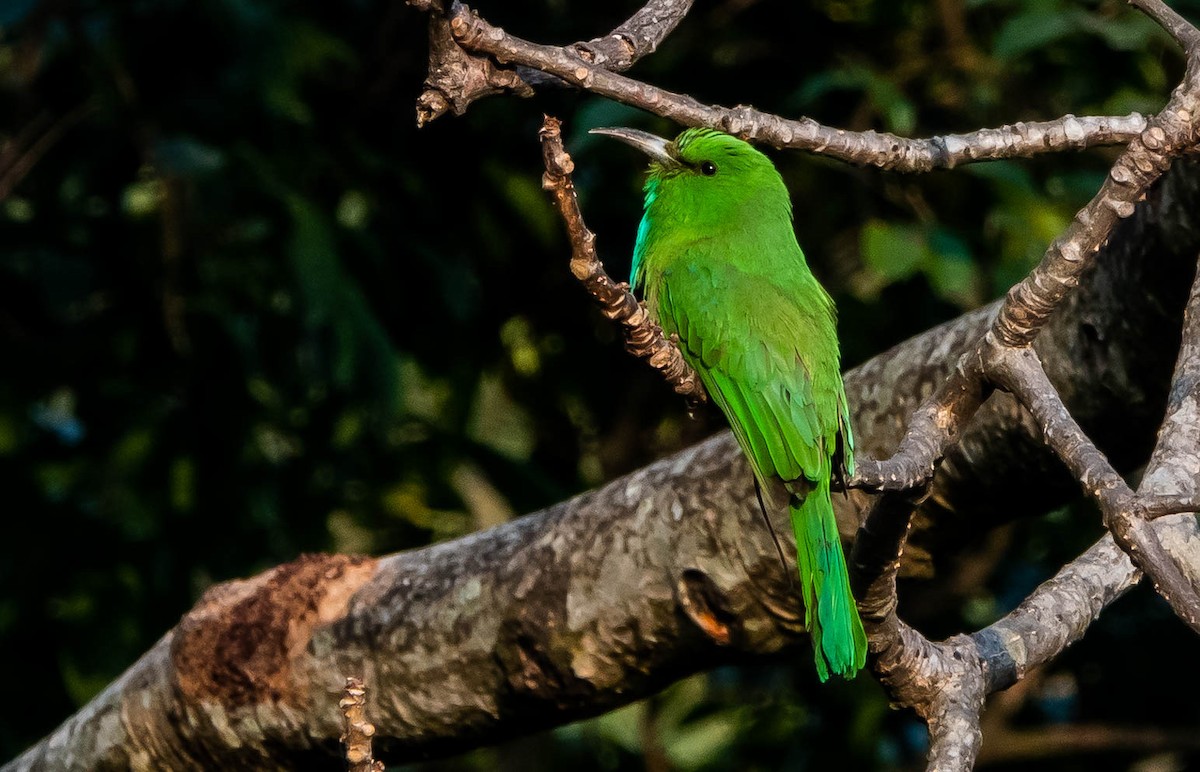 Blue-bearded Bee-eater - ML608979155