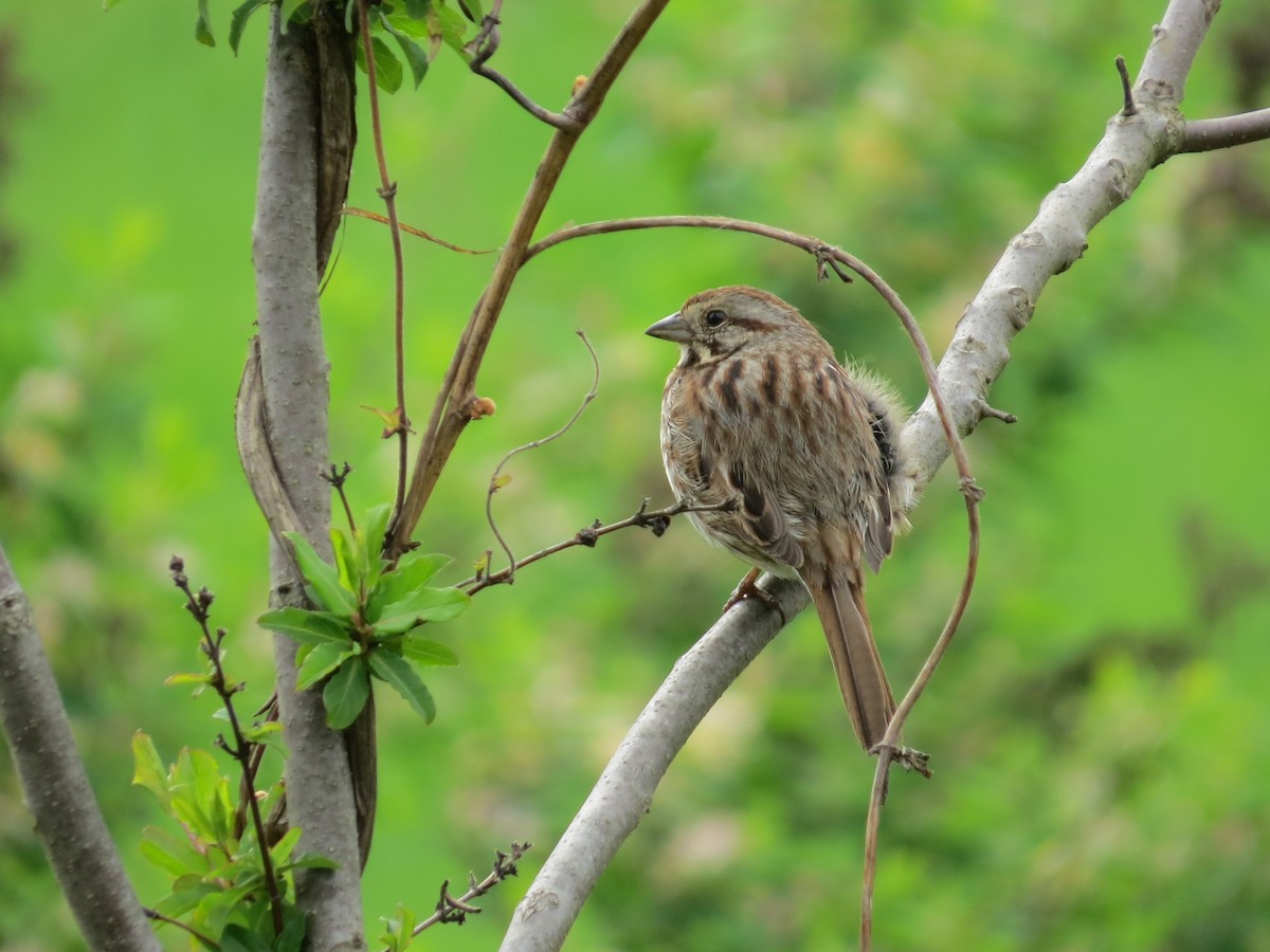 Song Sparrow - Michael David