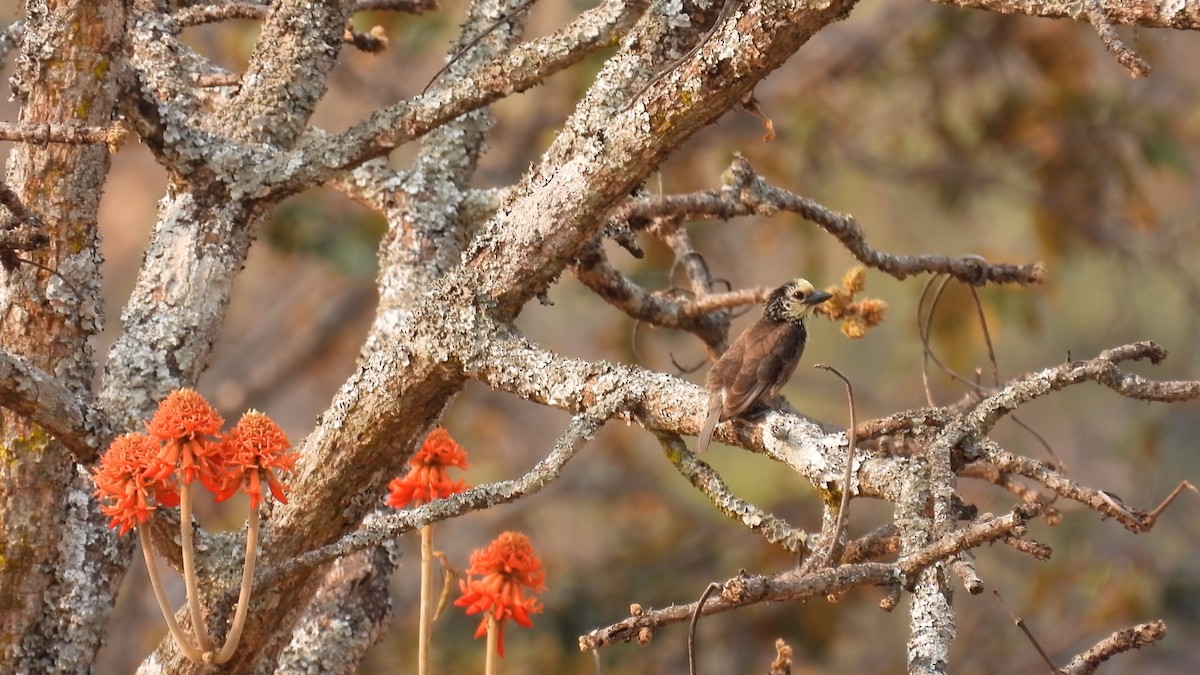 Sarı Kafalı Barbet - ML608979254