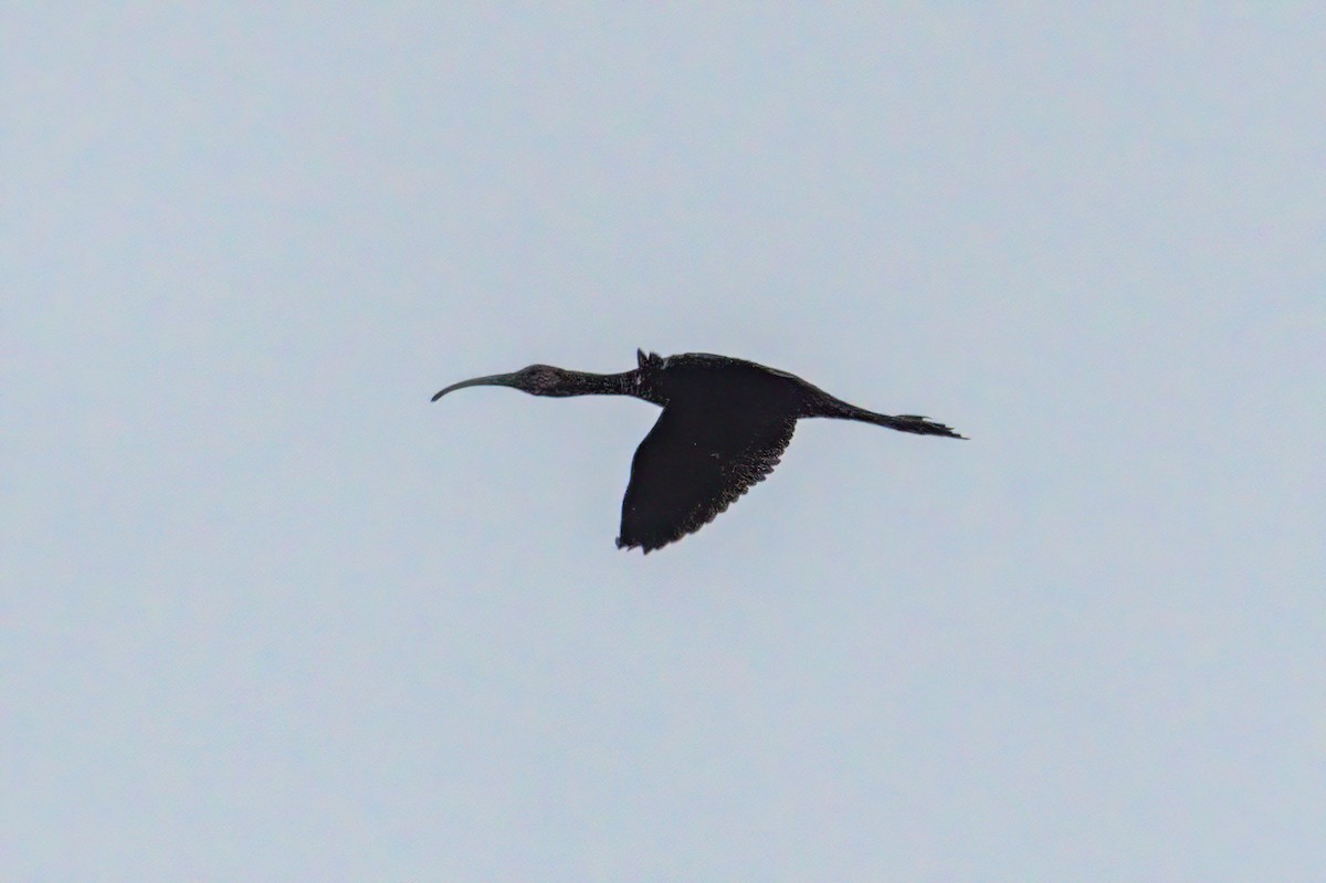ibis americký - ML608979262