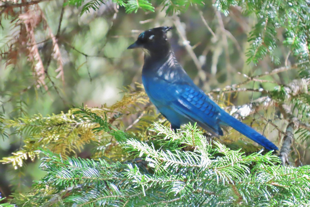 Steller's Jay - ML608979307