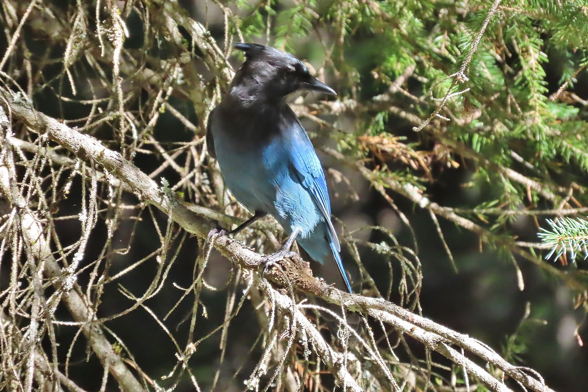 Steller's Jay - ML608979308