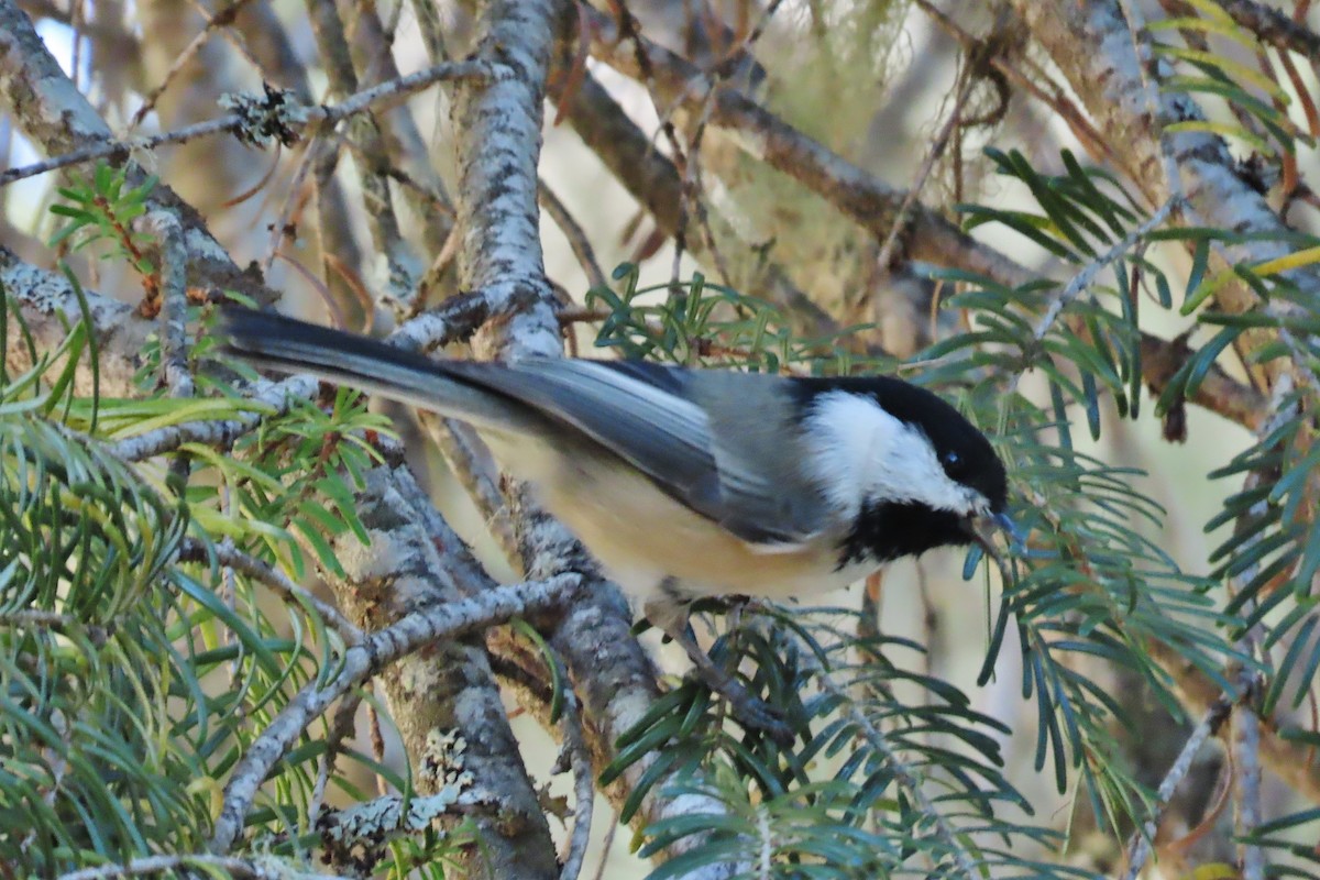 Black-capped Chickadee - ML608979319