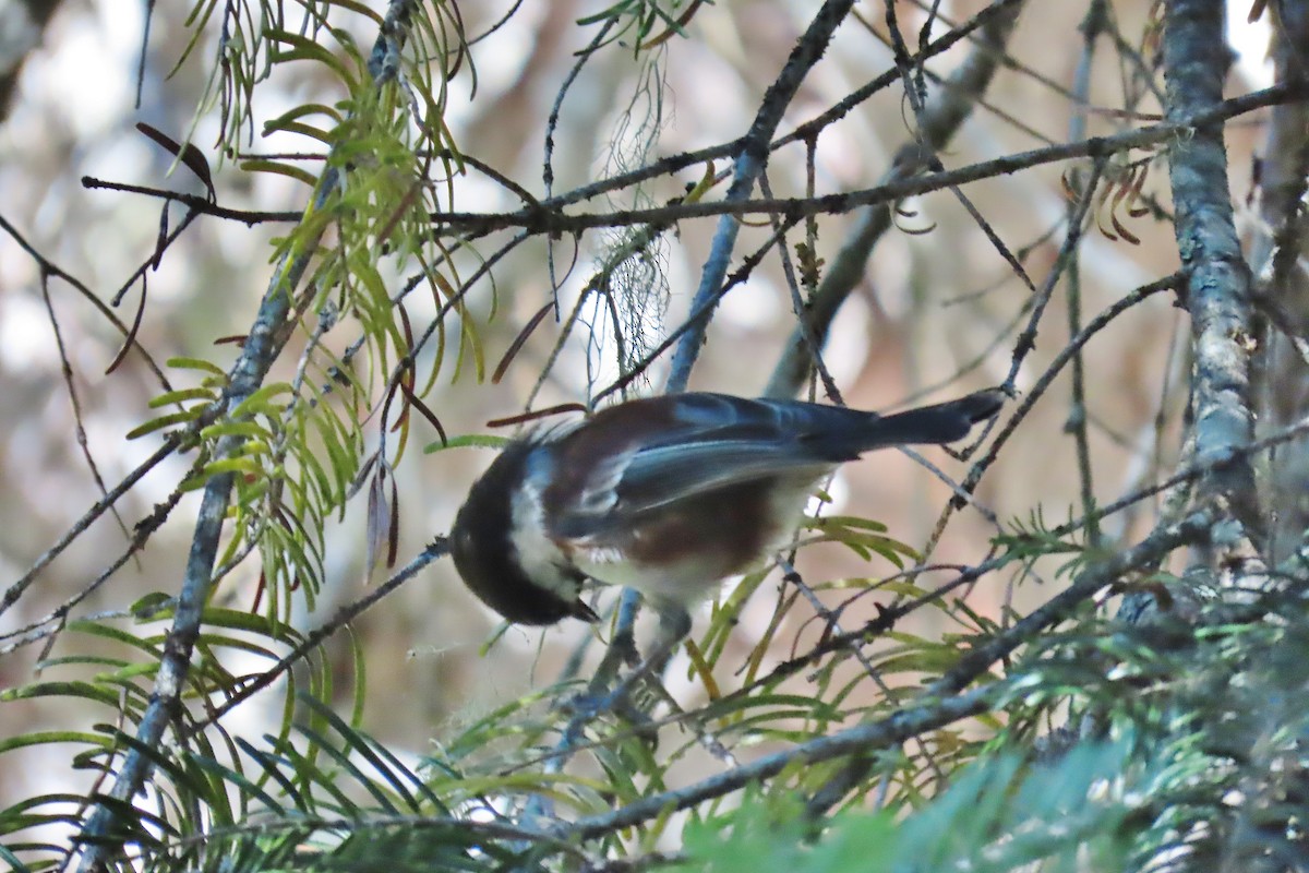Chestnut-backed Chickadee - ML608979333