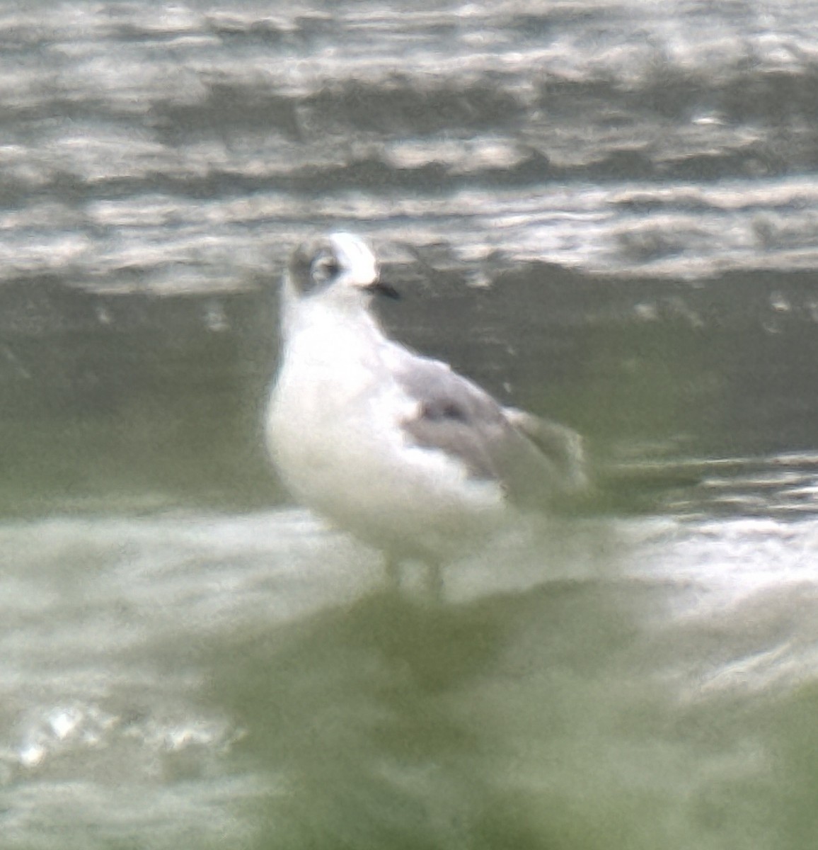 Franklin's Gull - ML608979345