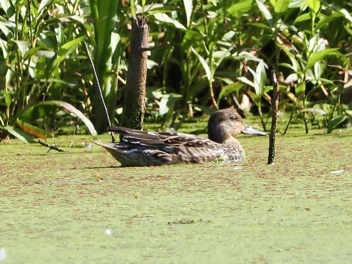 Green-winged Teal - ML608979373