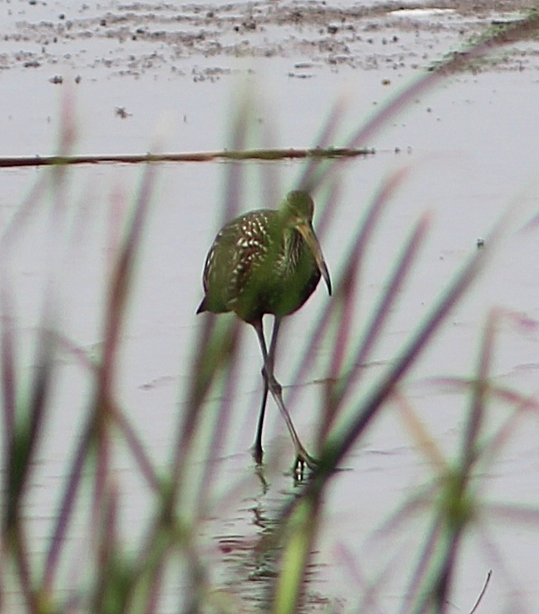 Limpkin - Stacey Davis