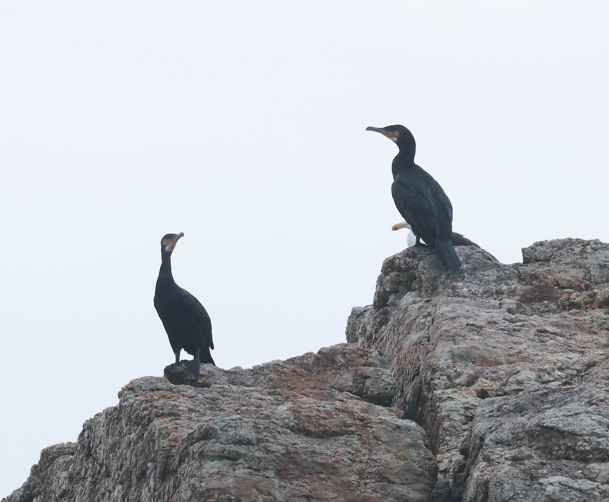 Great Cormorant - ML608979554