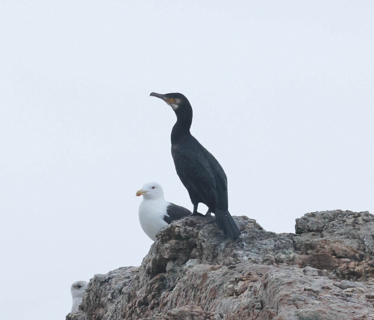 Great Cormorant - ML608979555