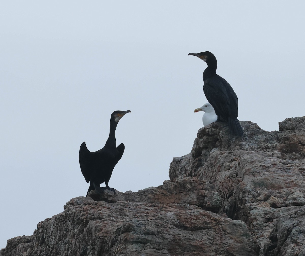 Great Cormorant - ML608979556