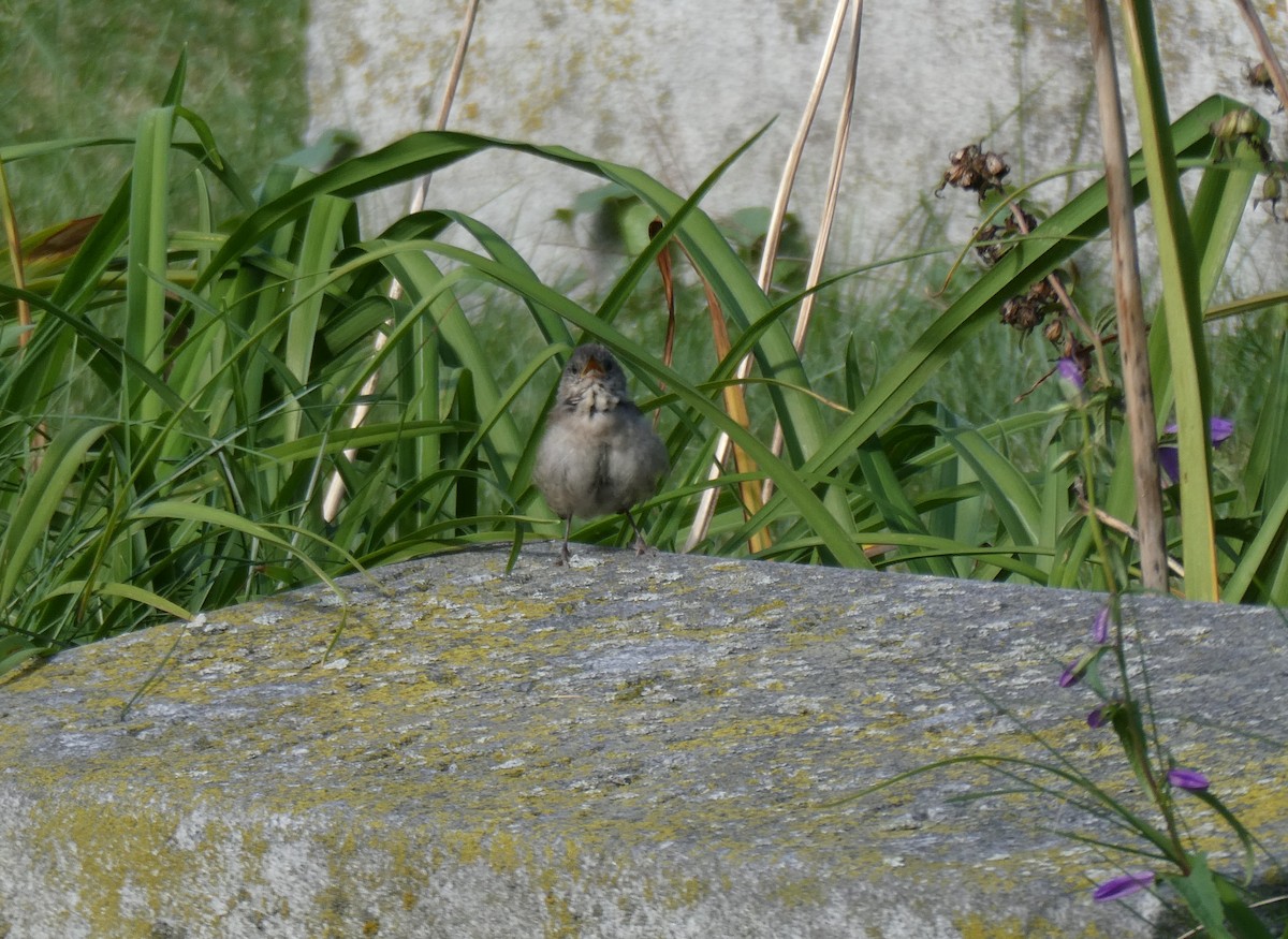 House Wren - ML608979611