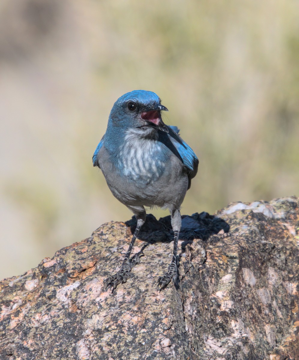 Woodhouse's Scrub-Jay - ML608979627