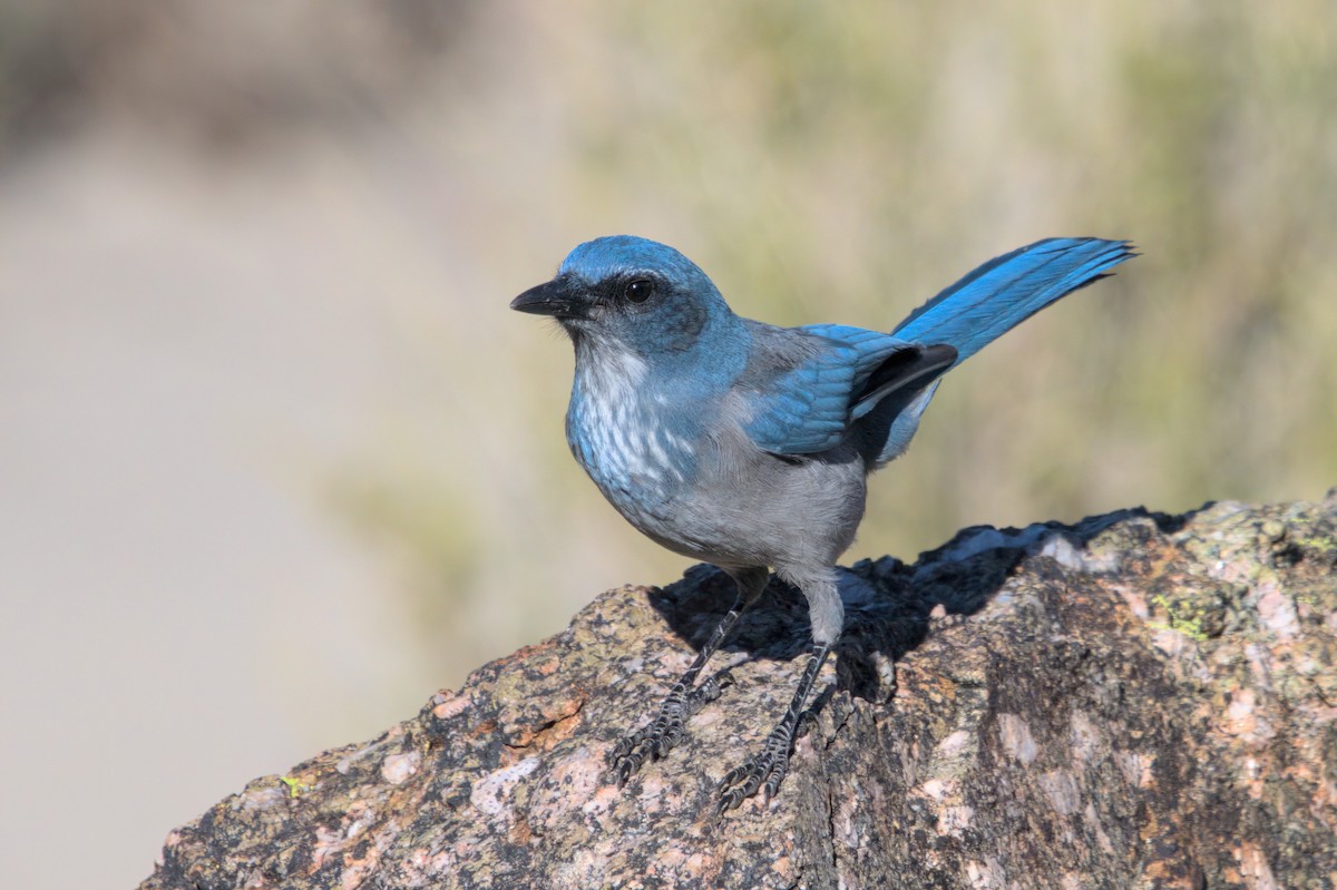 Woodhouse's Scrub-Jay - ML608979629