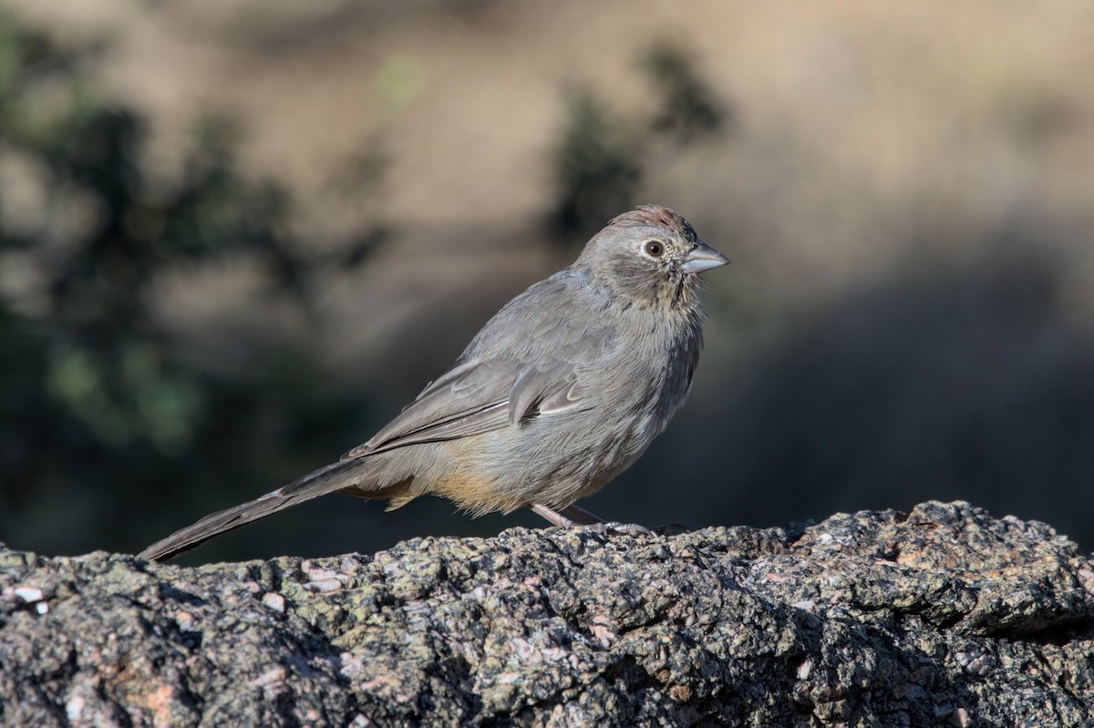 Canyon Towhee - ML608979632