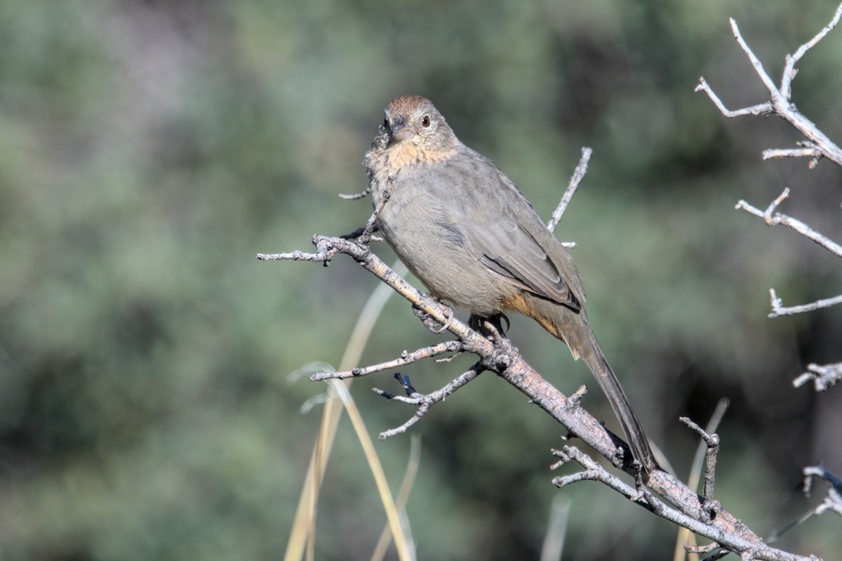 Canyon Towhee - ML608979634