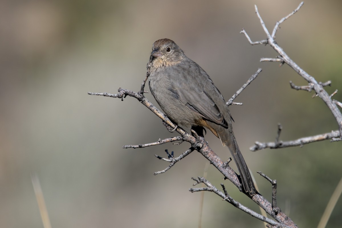 Canyon Towhee - ML608979635