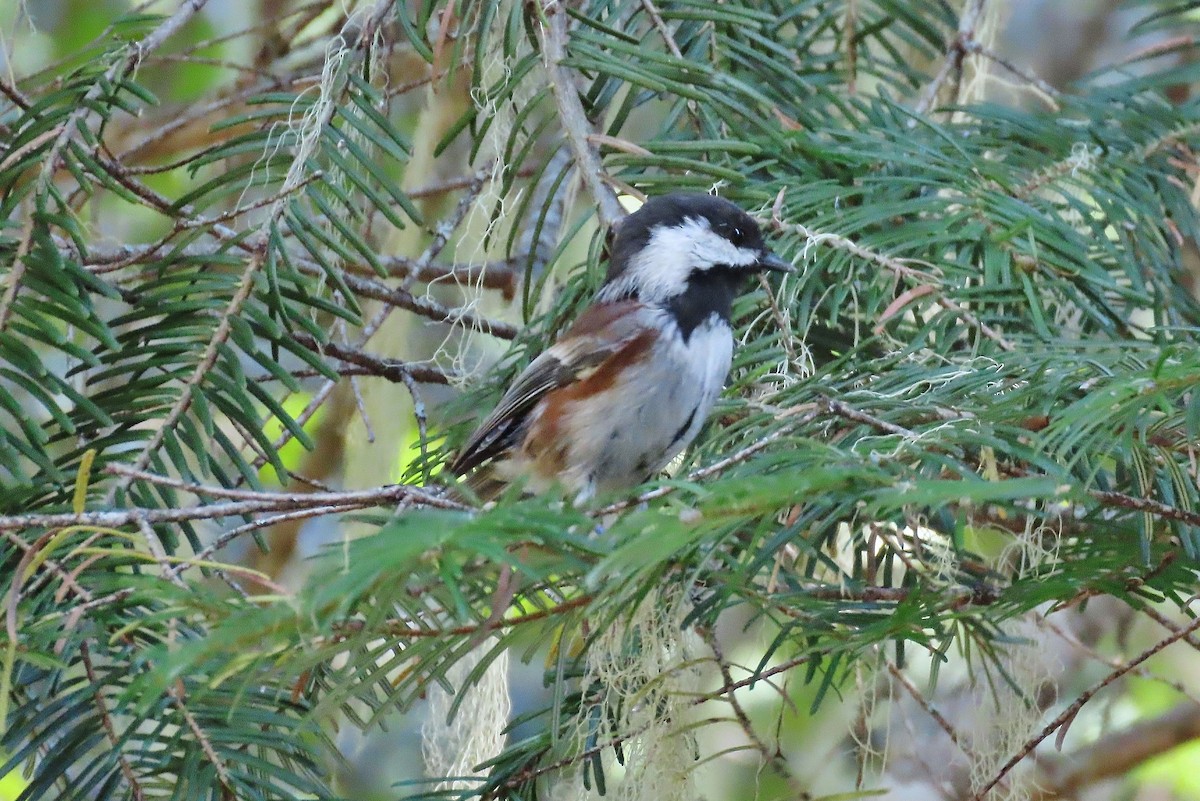 Chestnut-backed Chickadee - ML608979755
