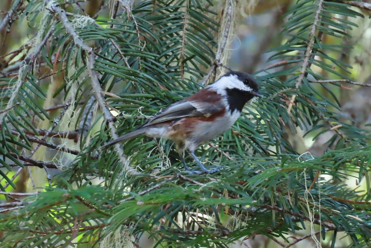 Chestnut-backed Chickadee - ML608979757
