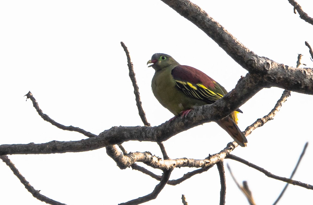 Thick-billed Green-Pigeon - Prabhakar T P