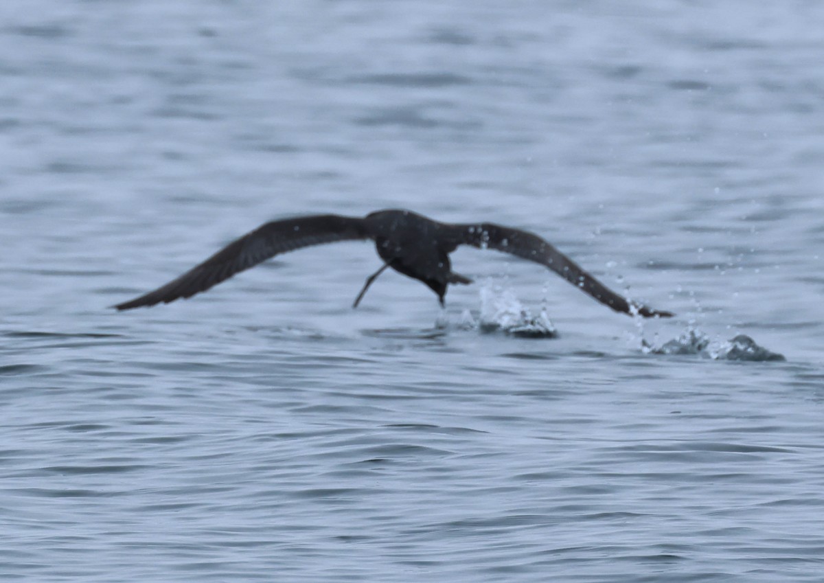 Sooty Shearwater - David Bates