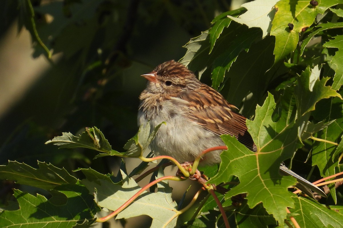 Chipping Sparrow - ML608979865