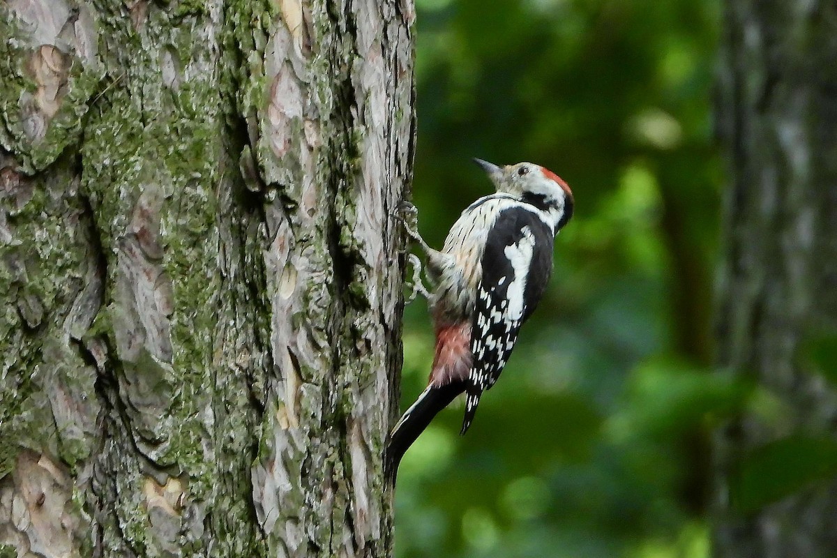 Middle Spotted Woodpecker - ML608980050