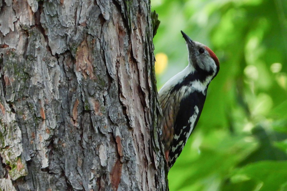 Middle Spotted Woodpecker - ML608980052