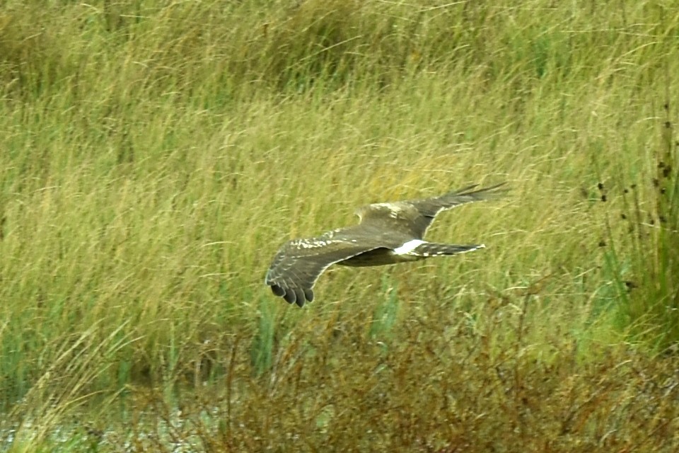 Aguilucho Pálido - ML608980173