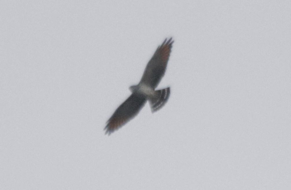Plumbeous Kite - Bruno Neri Guia Birdwatching