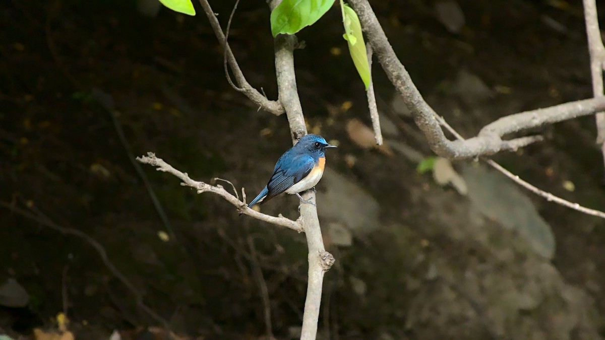 Blue-throated Flycatcher - ML608980202