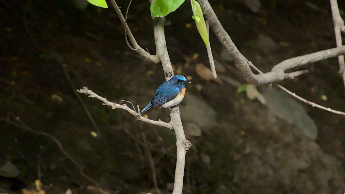 Blue-throated Flycatcher - ML608980204