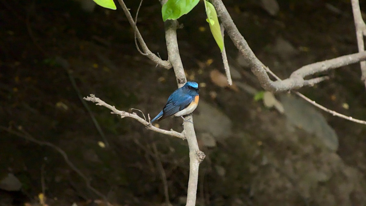 Blue-throated Flycatcher - ML608980205