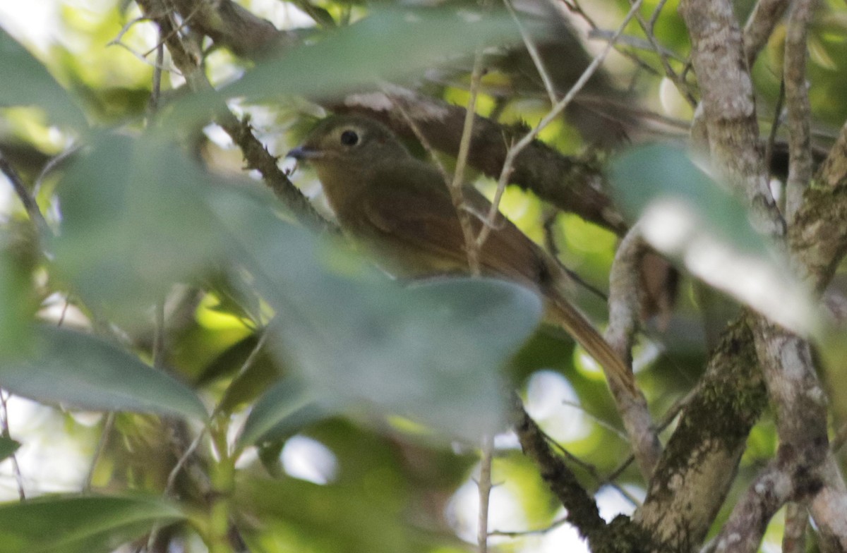 Greenish Schiffornis - Bruno Neri Guia Birdwatching