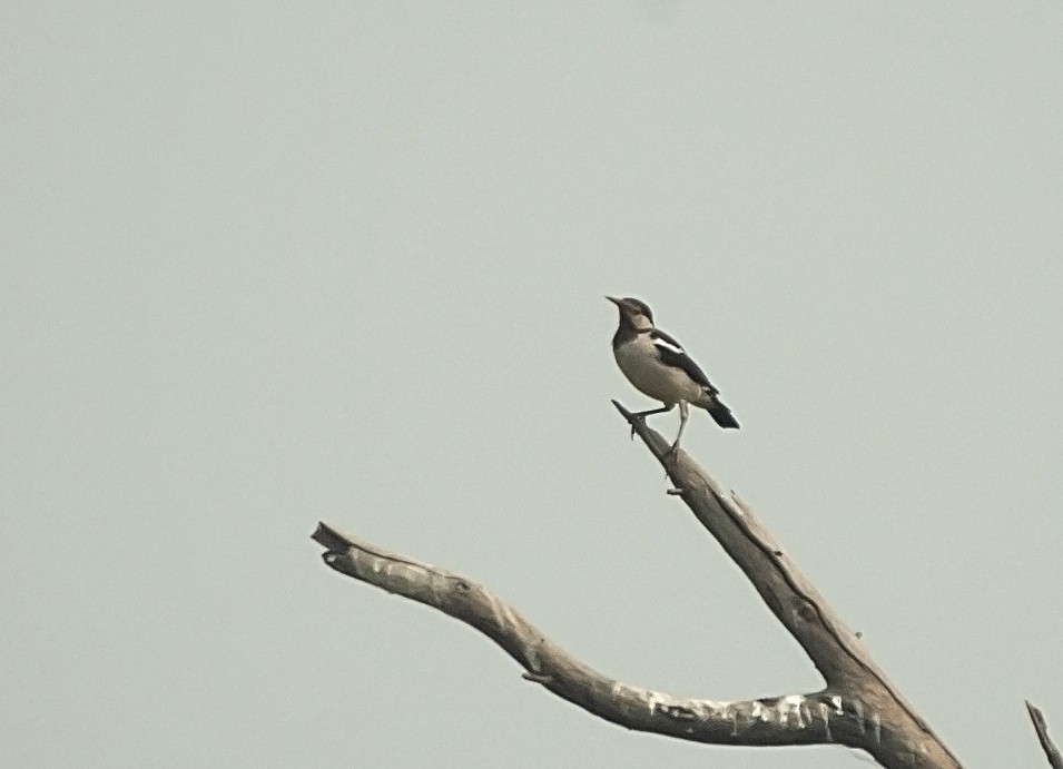 Indian Pied Starling - jaysukh parekh Suman