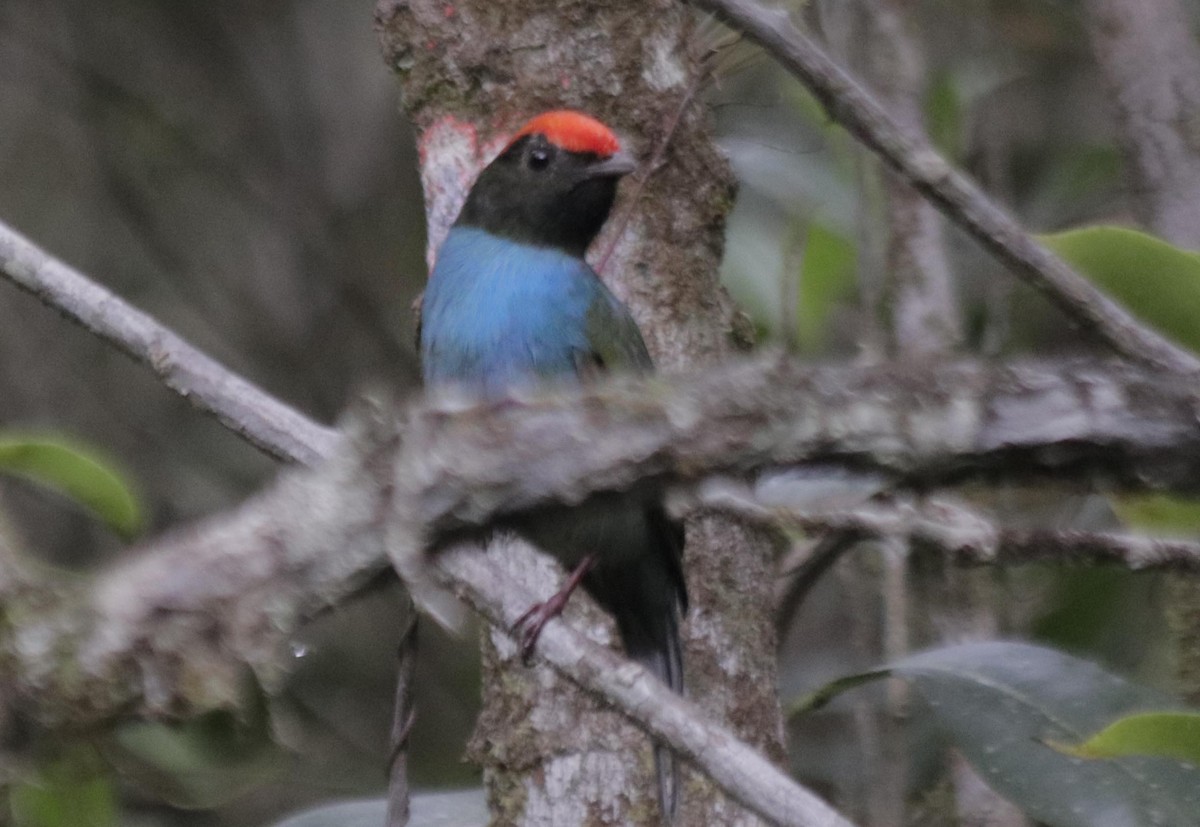 Swallow-tailed Manakin - Bruno Neri Guia Birdwatching