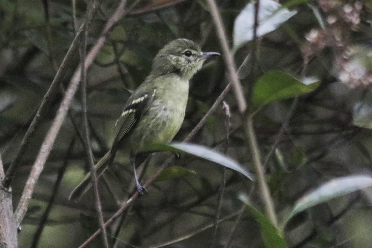 Restinga Tyrannulet - Bruno Neri Guia Birdwatching