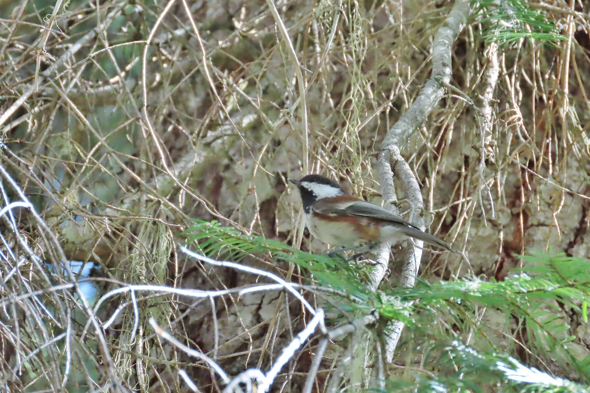Chestnut-backed Chickadee - ML608980295