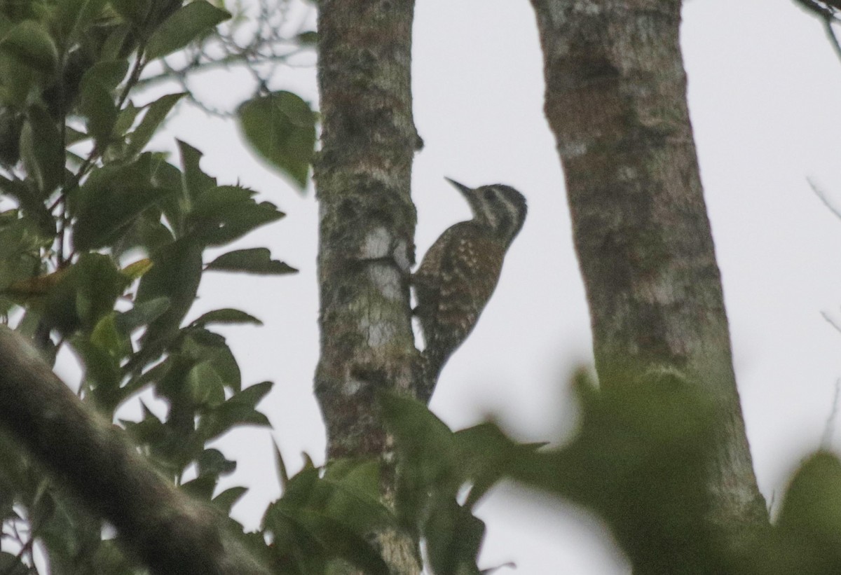 Green-barred Woodpecker - Bruno Neri Guia Birdwatching