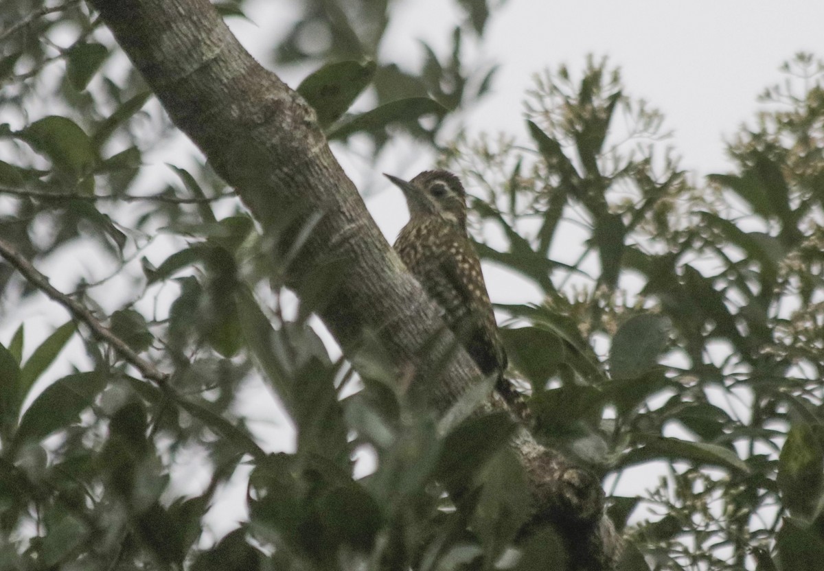 Green-barred Woodpecker - Bruno Neri Guia Birdwatching