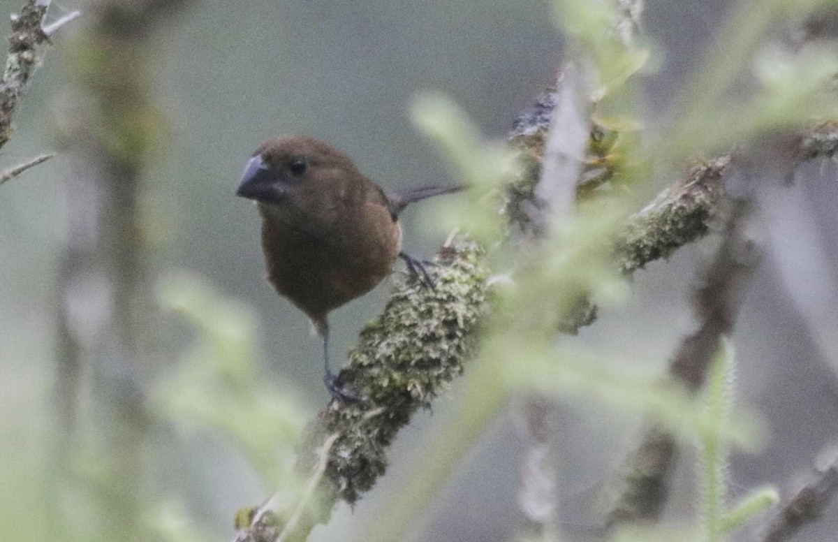 Chestnut-bellied Seed-Finch - Bruno Neri Guia Birdwatching