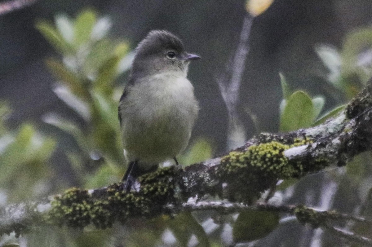 Small-headed Elaenia - Bruno Neri Guia Birdwatching