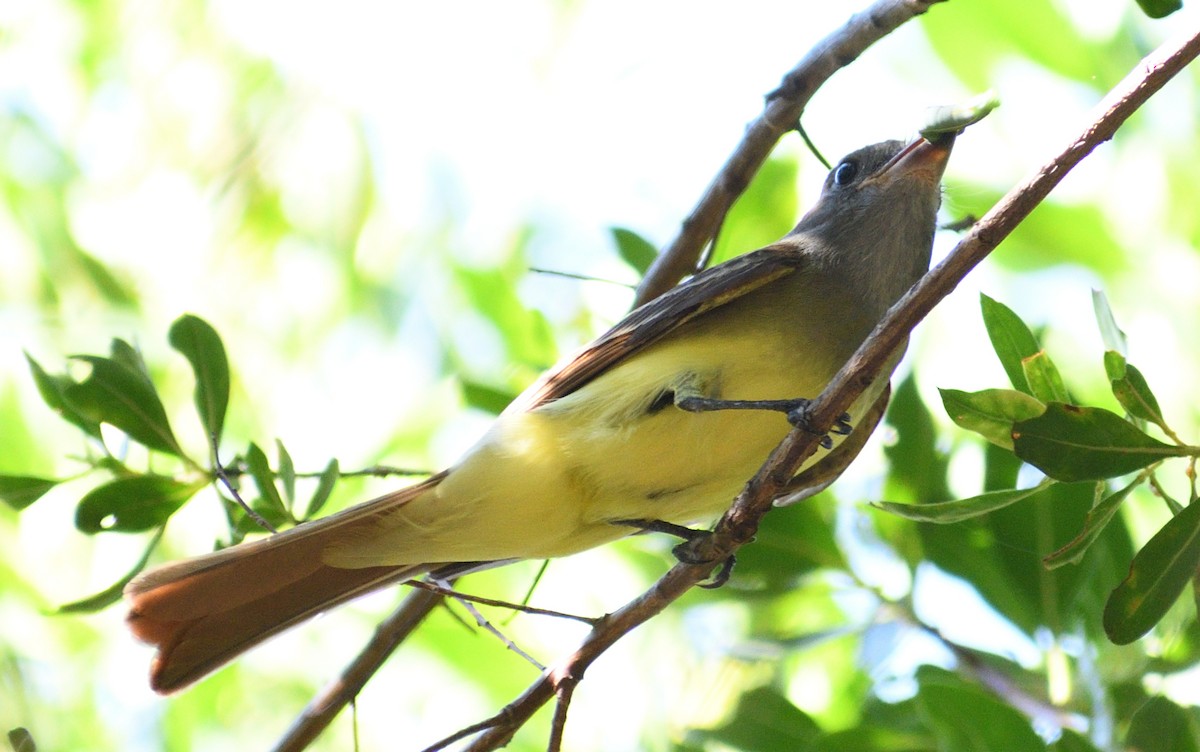 Great Crested Flycatcher - ML608980414