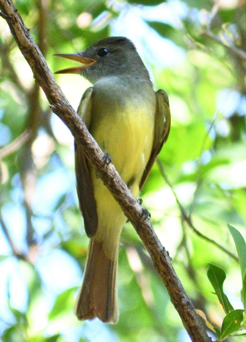 Great Crested Flycatcher - ML608980422